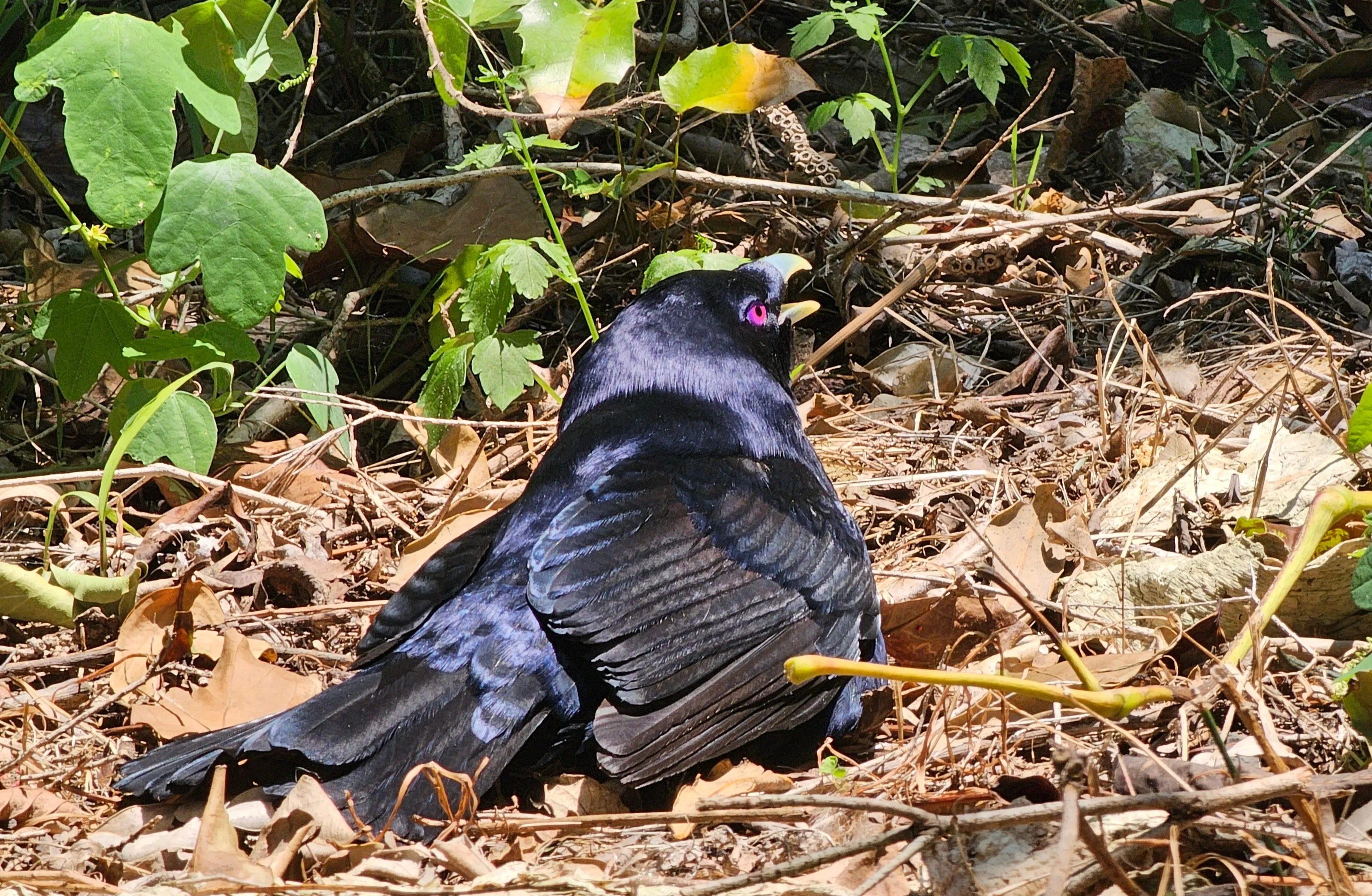 A bower bird at the Wollongong Botanical Gardens.