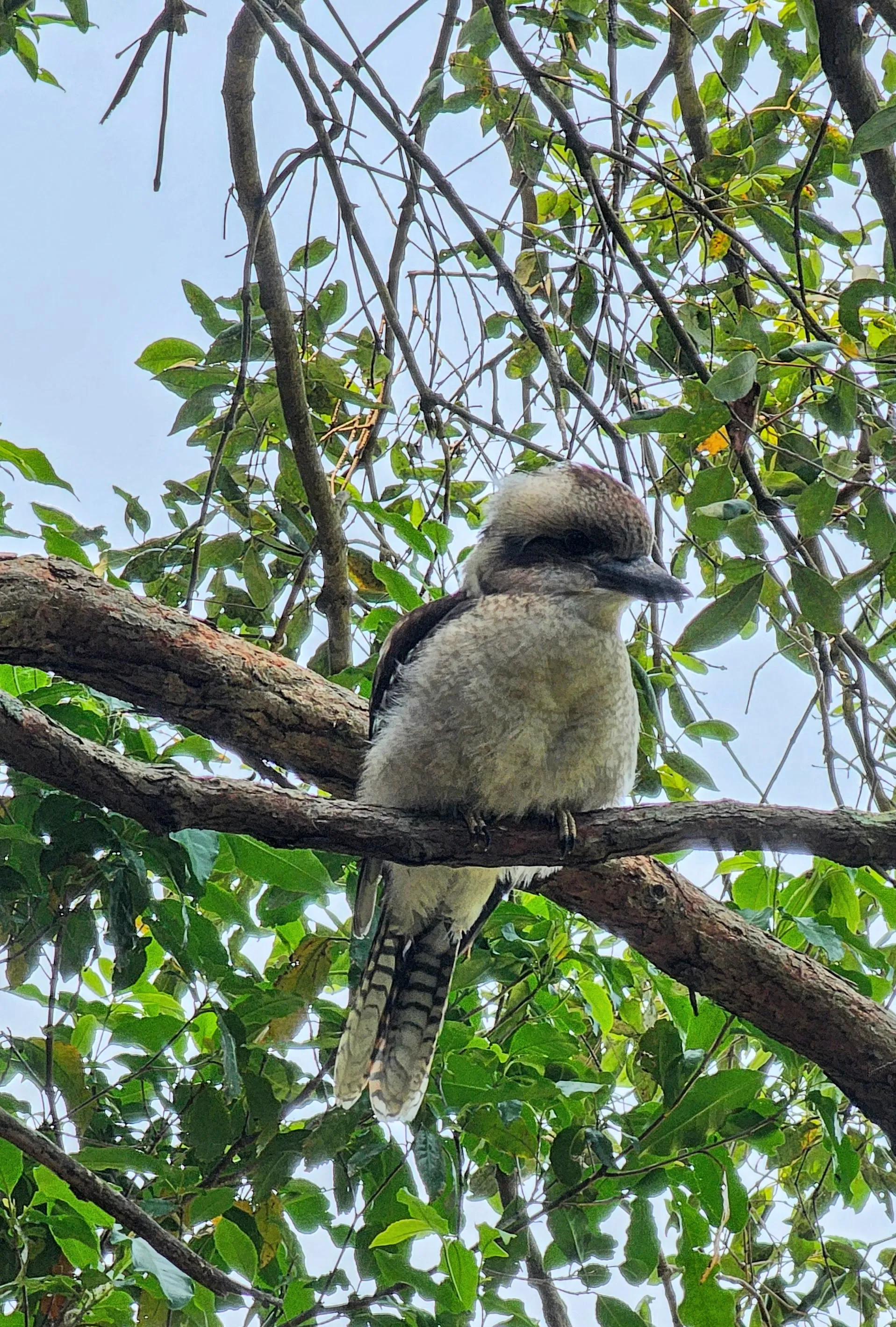 Kookaburra at the Wollongong Botanical Gardens.