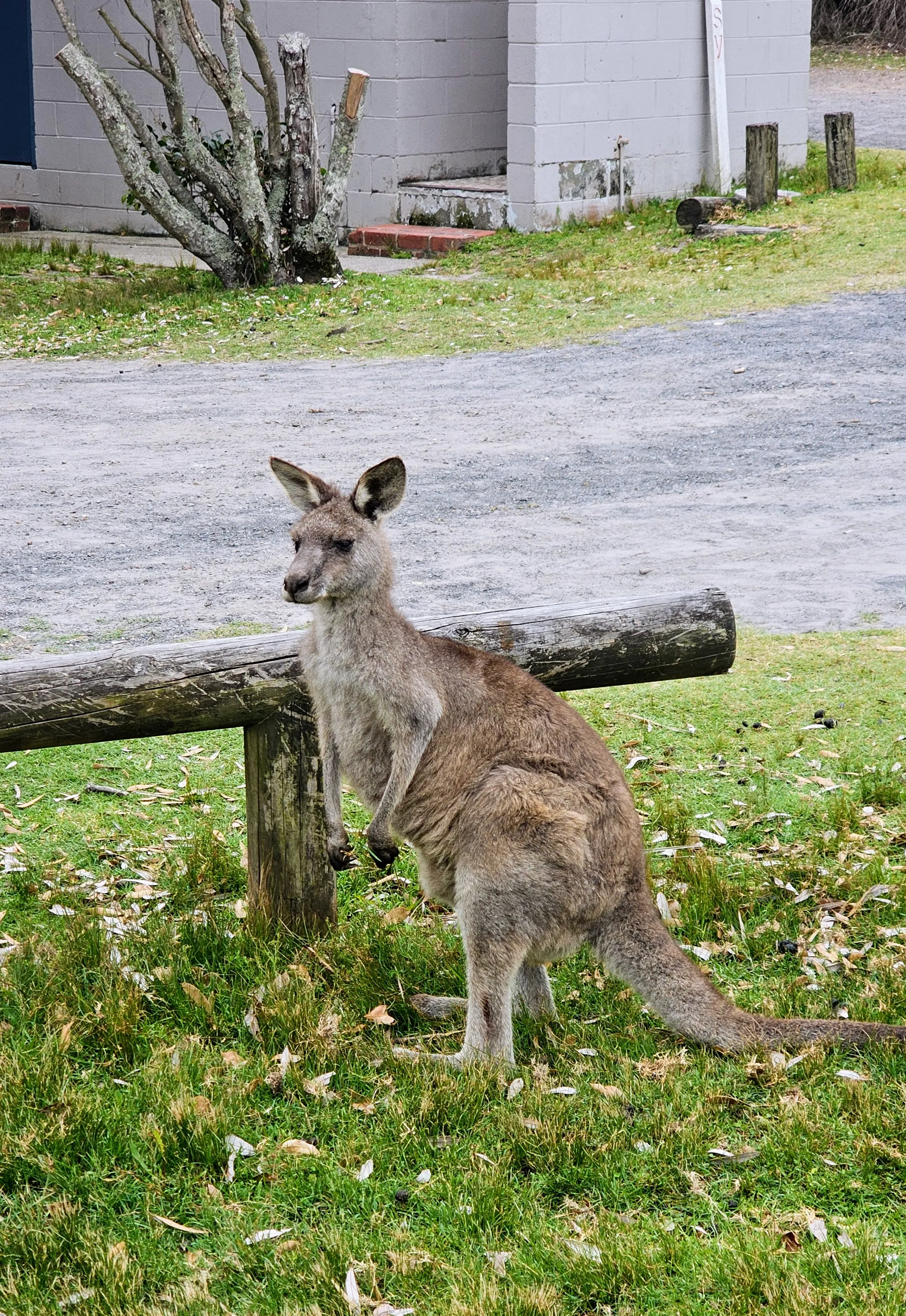 A kangaroo at Jervis Bay.