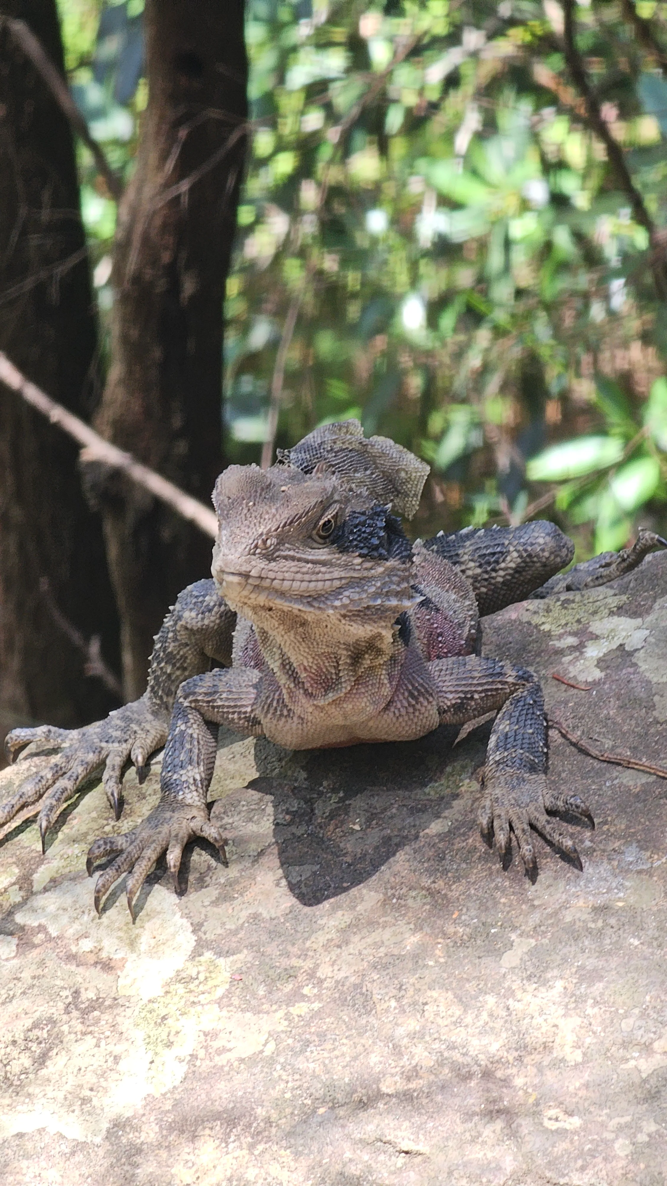 A wild lizard.