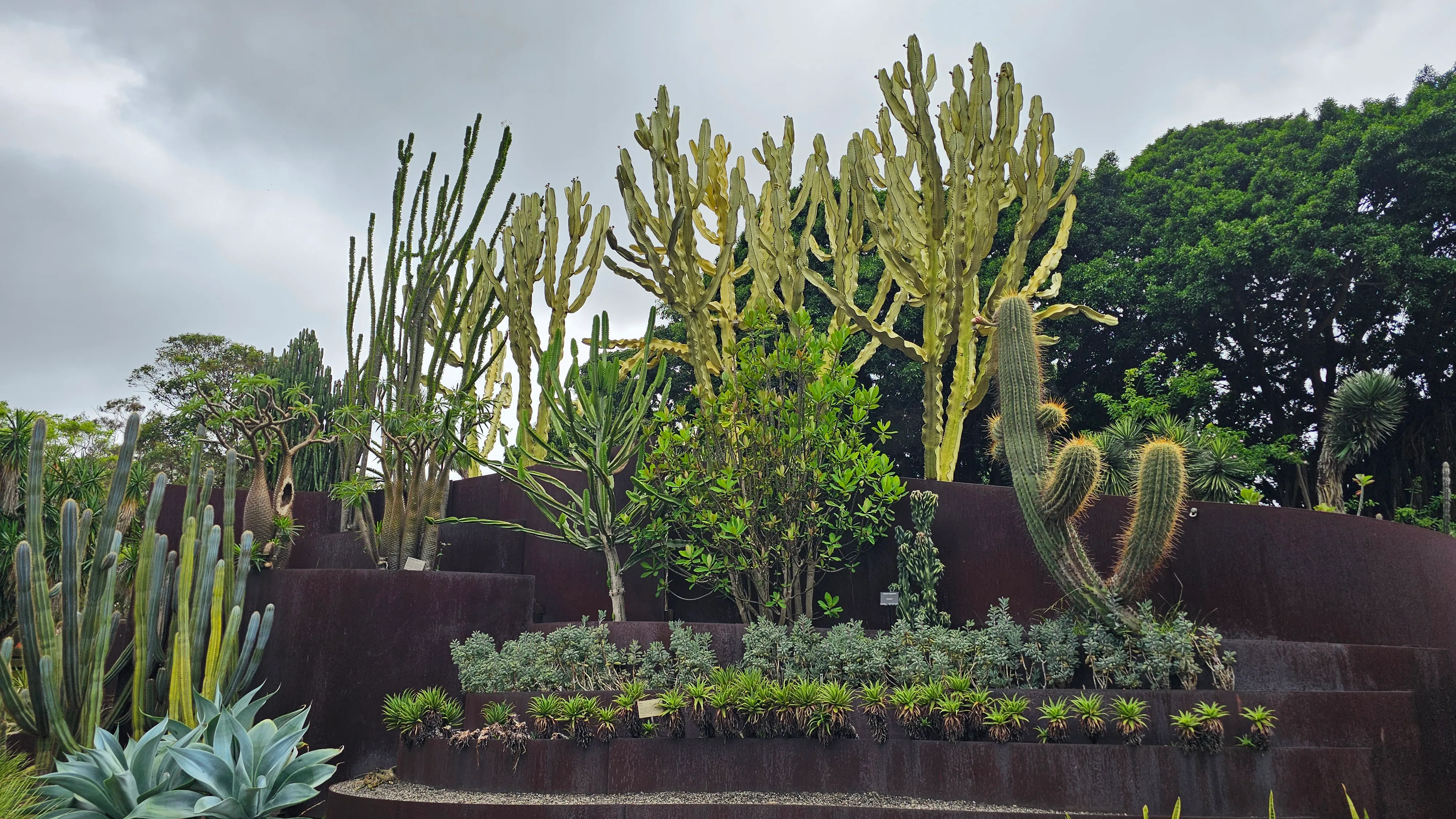 Cacti in the Botanical Gardens.