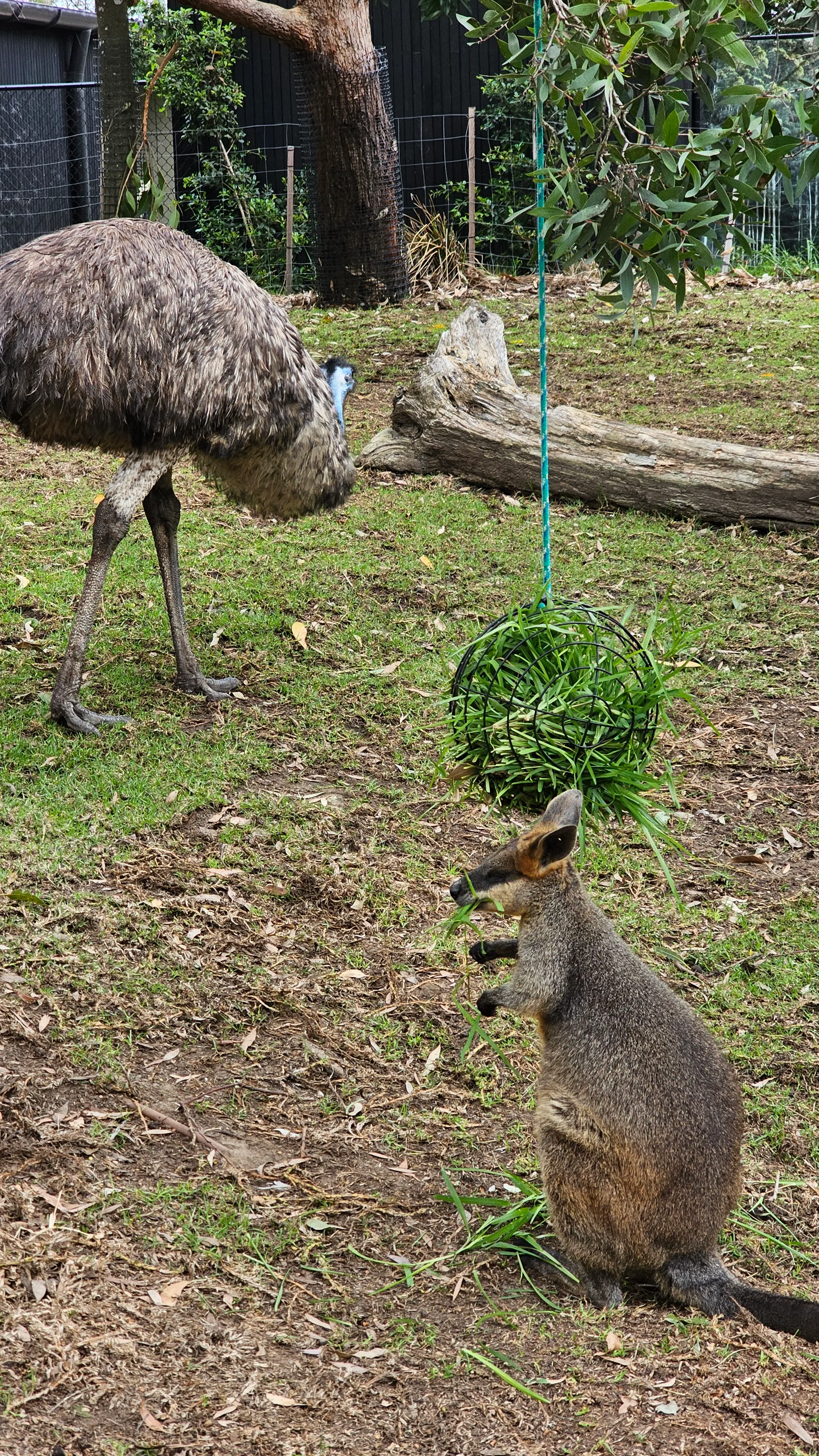 An emu and a wallaby.