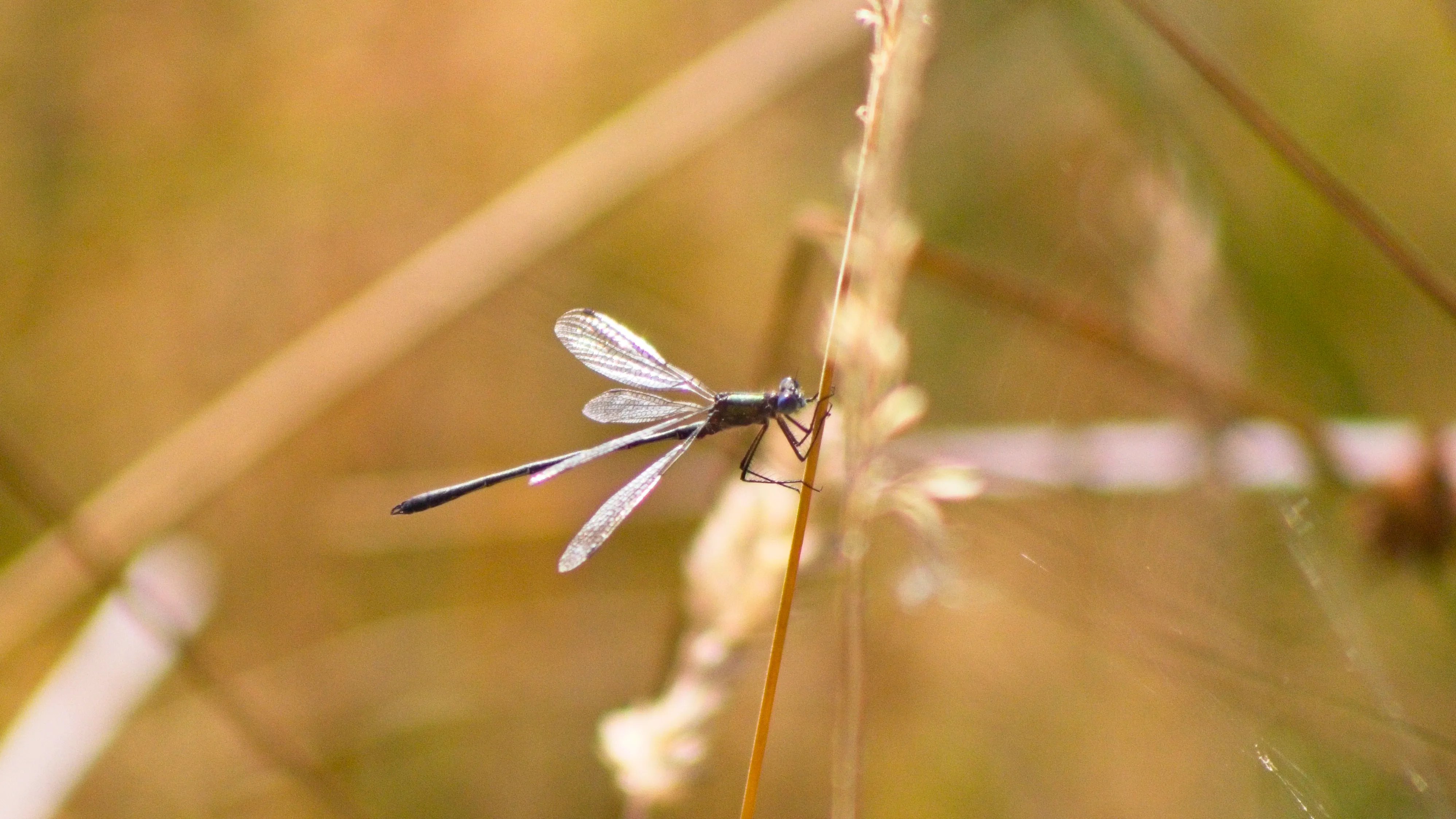 A damselfly perched on a dry stem, backlit by the morning sun.