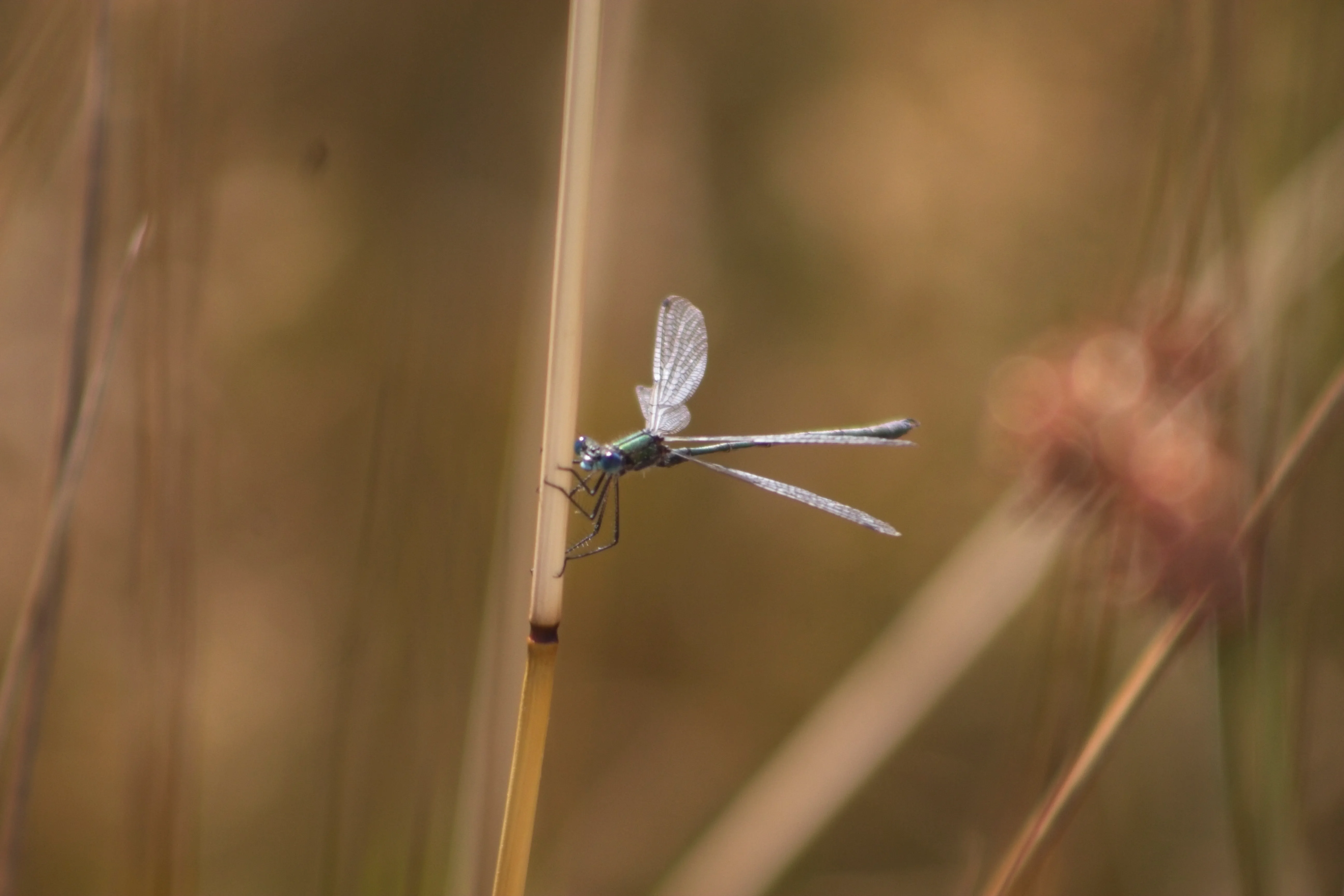 A damselfly clinging to a reed stem.