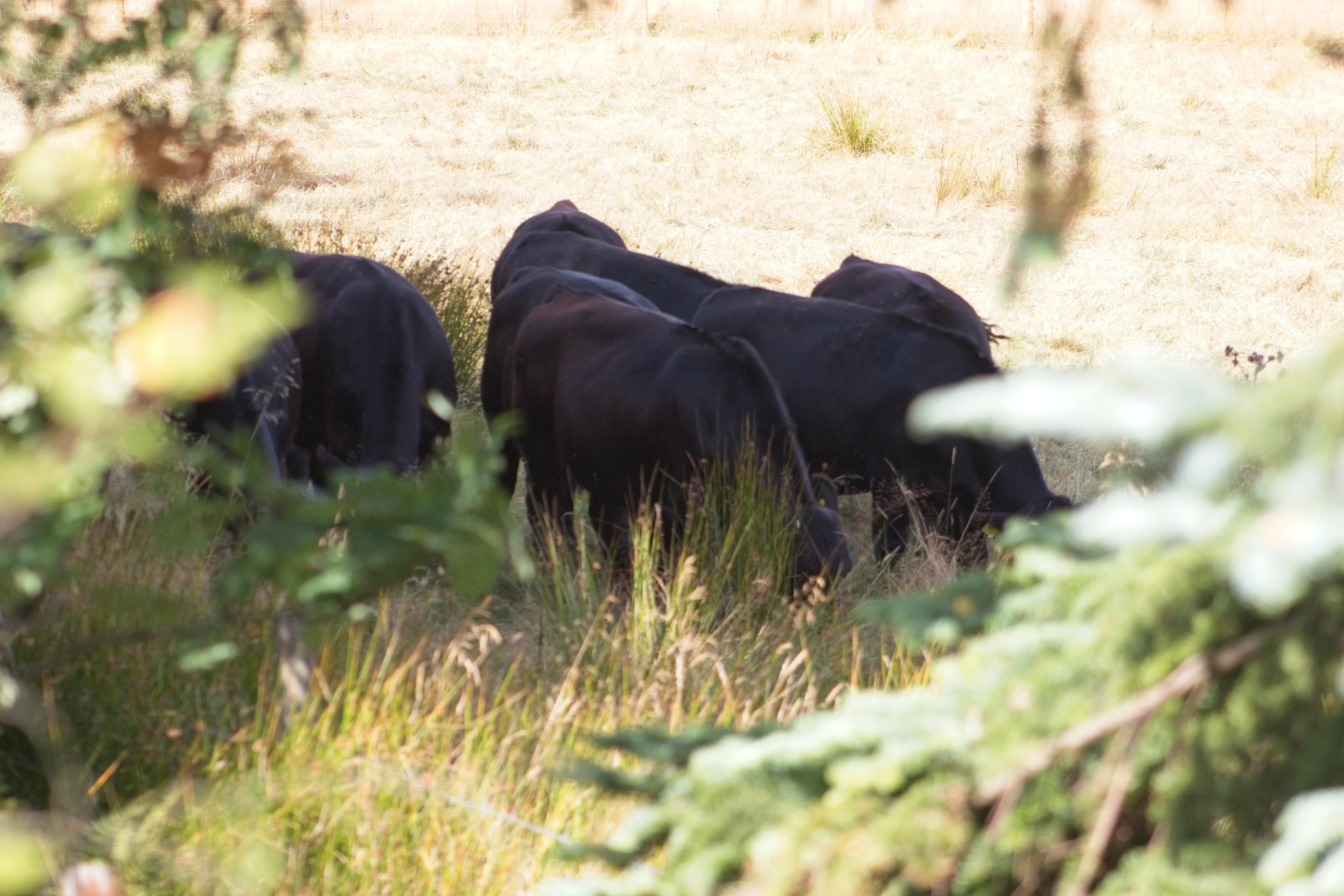 Cattle grazing in the long grass, seen through a gap in the hedge.