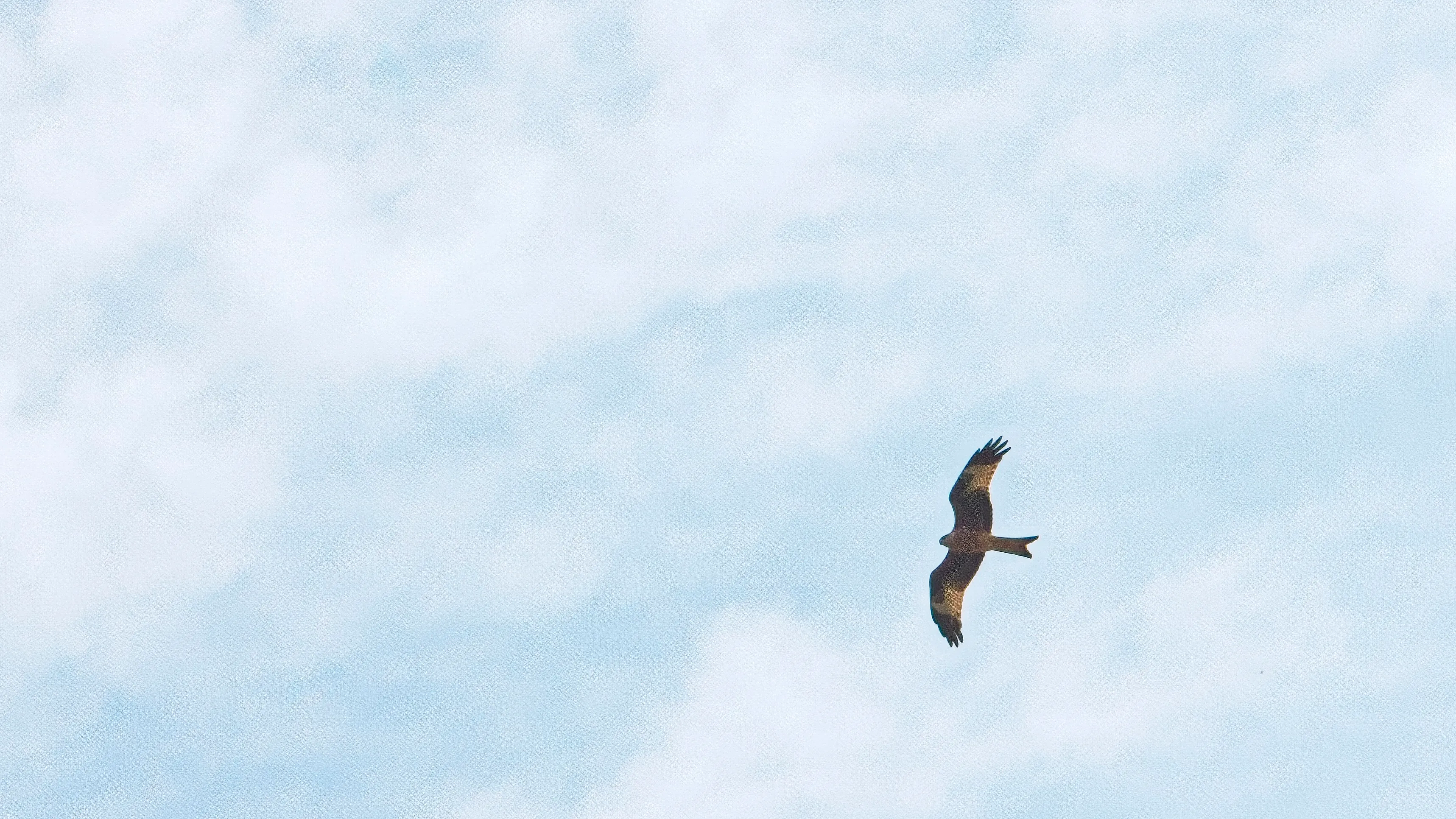 A red kite circling overhead.