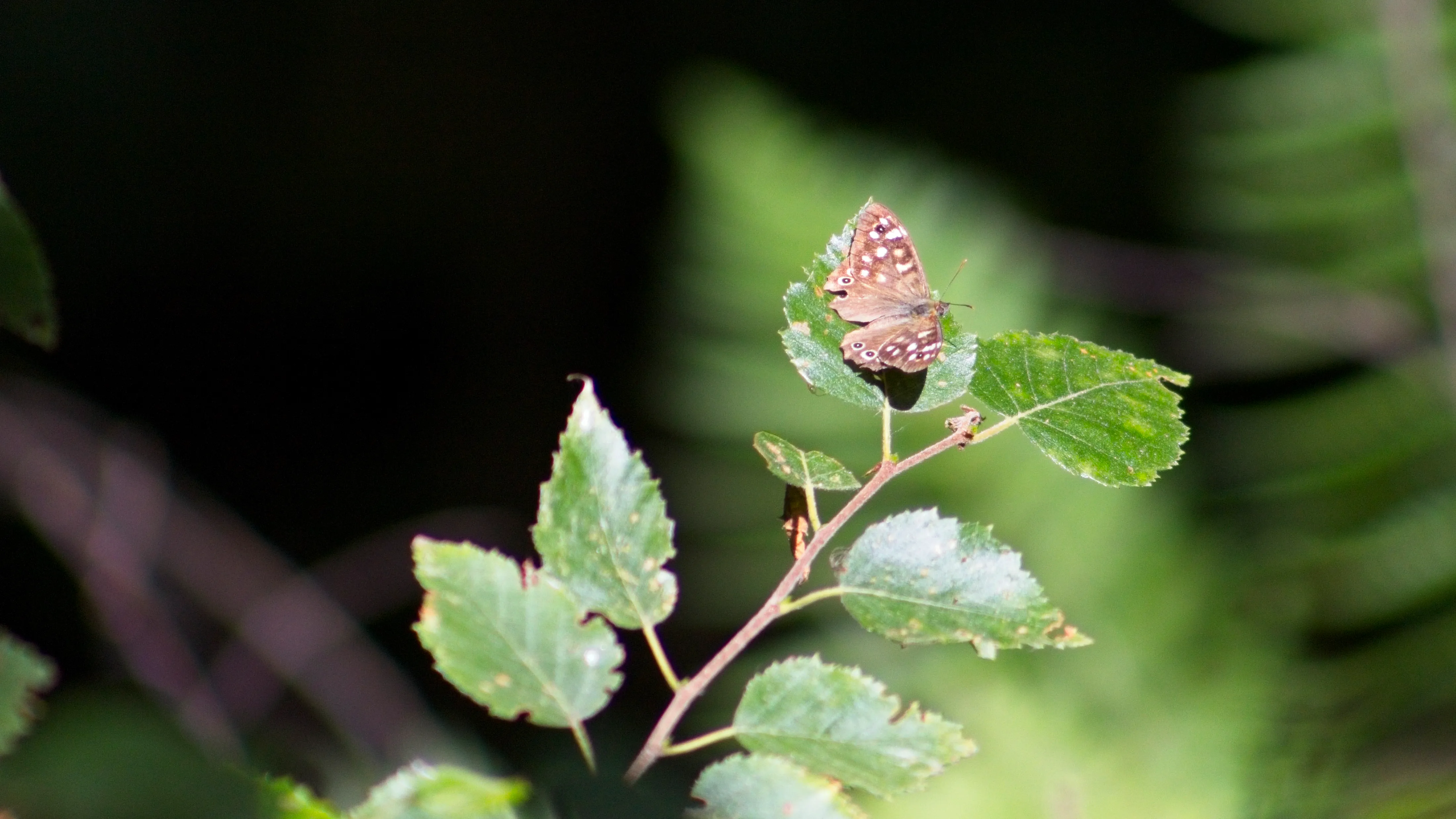 A speckled wood butterfly, wings closed, on the tip of a leaf.