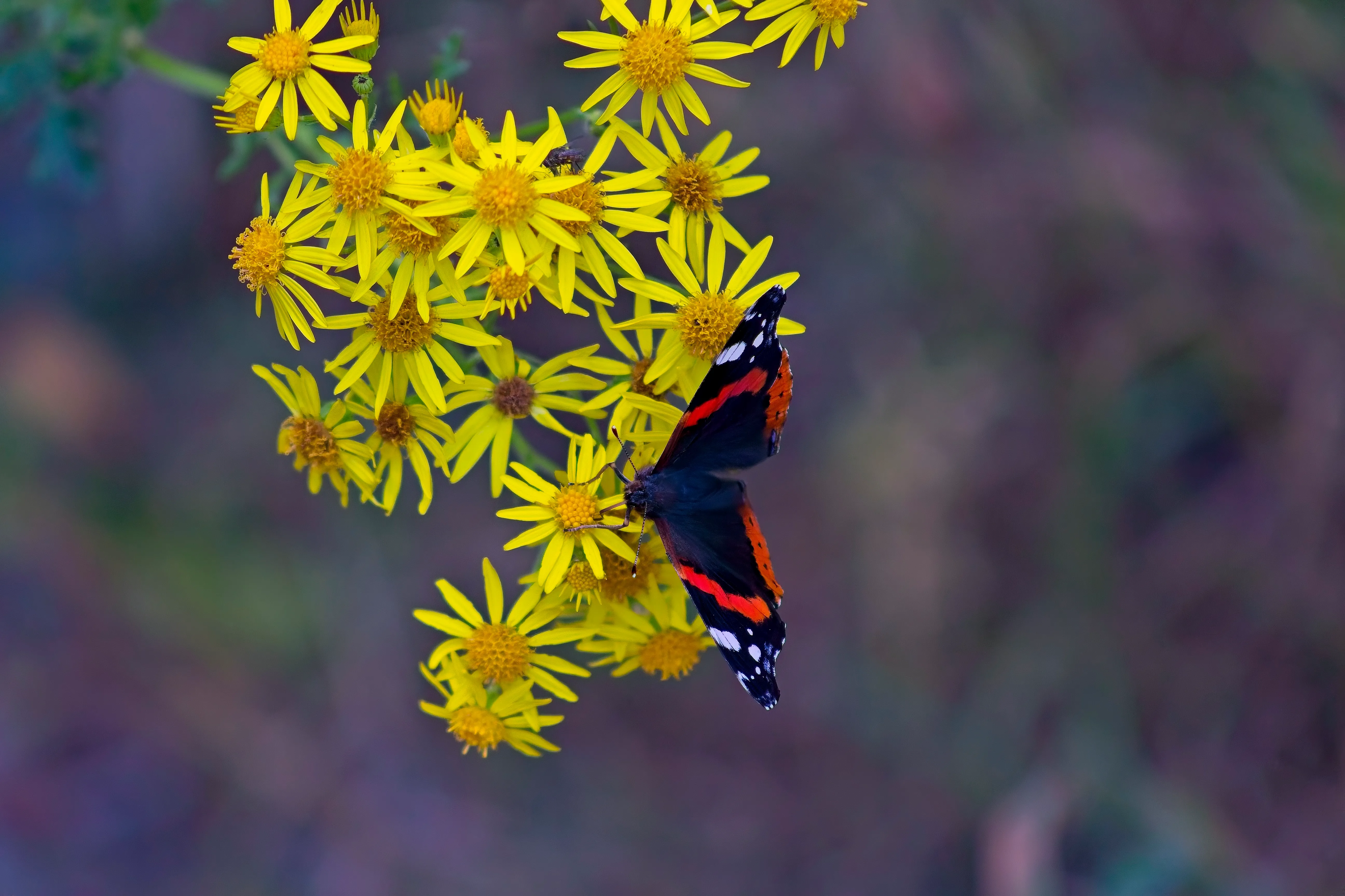 A red admiral feeding on ragwort.