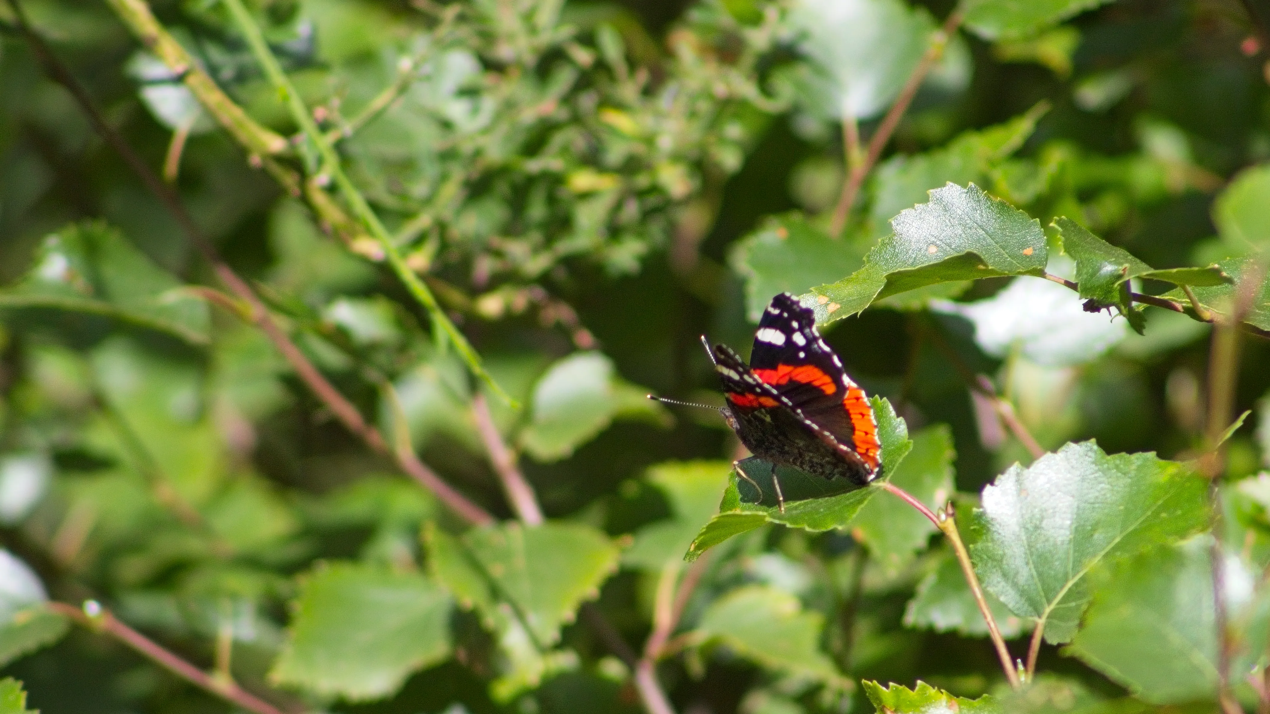 A red admiral basking with its wings open.