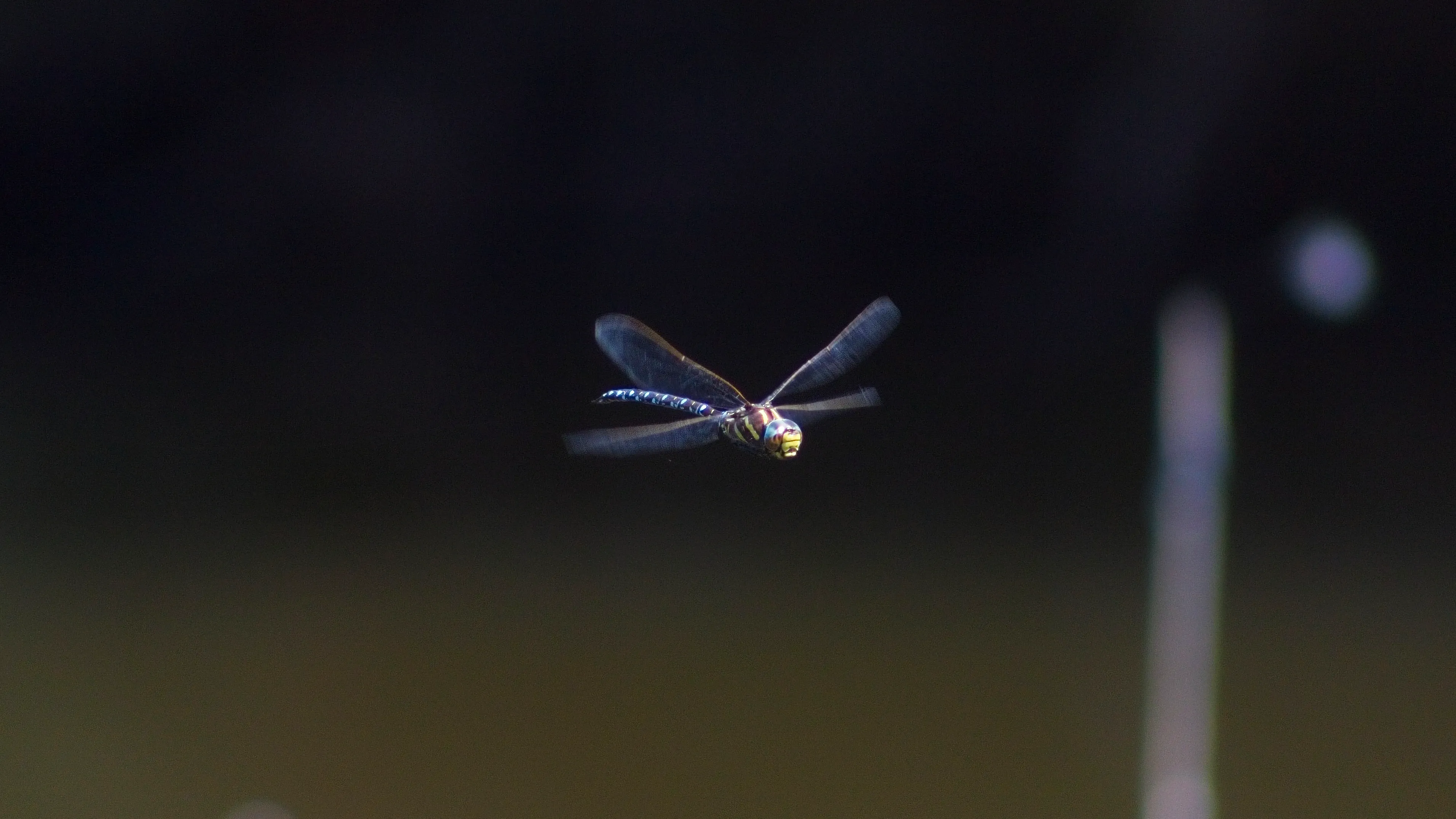 A hawker dragonfly hovering in flight.