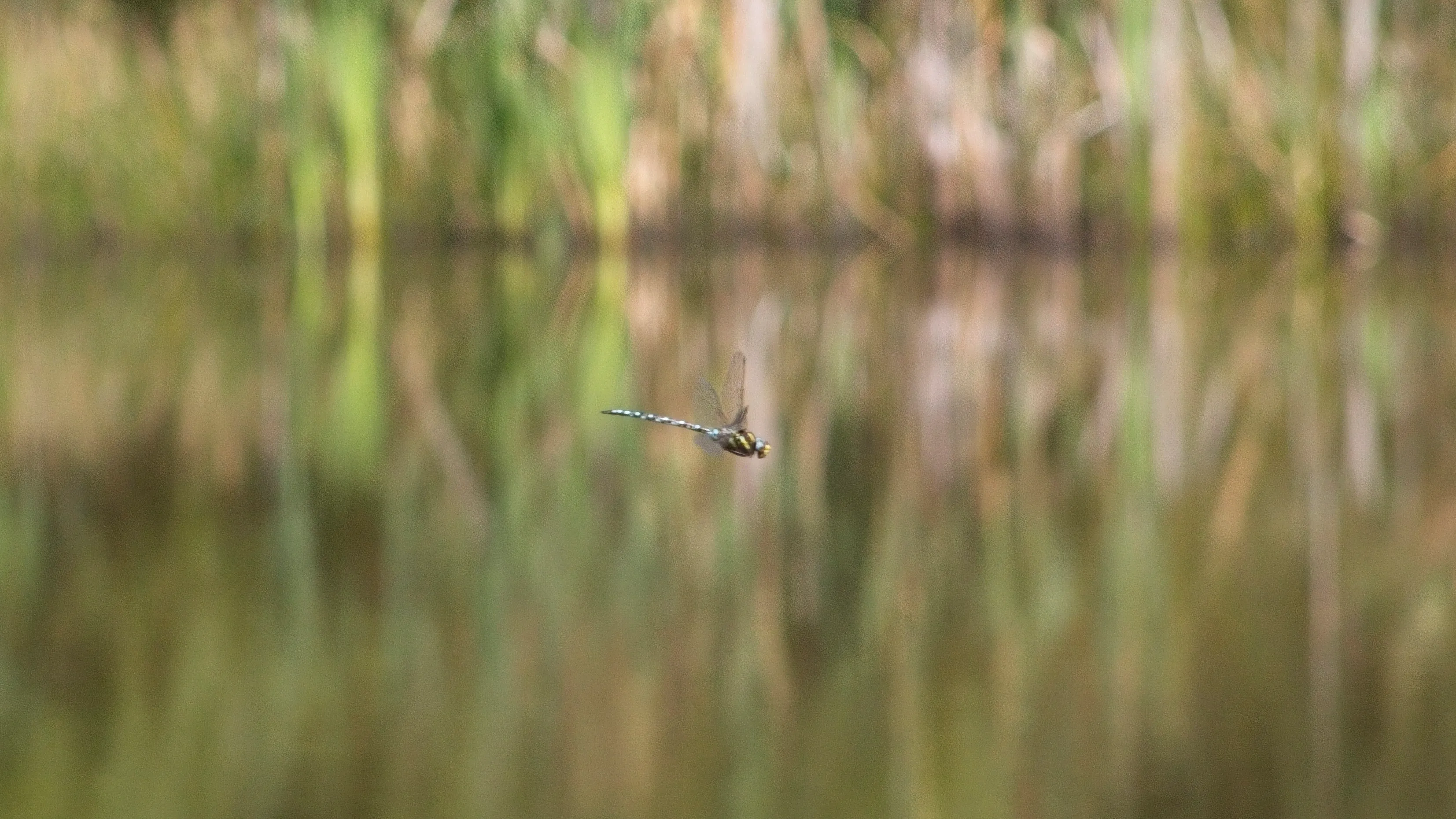 A dragonfly hunting low over the water.
