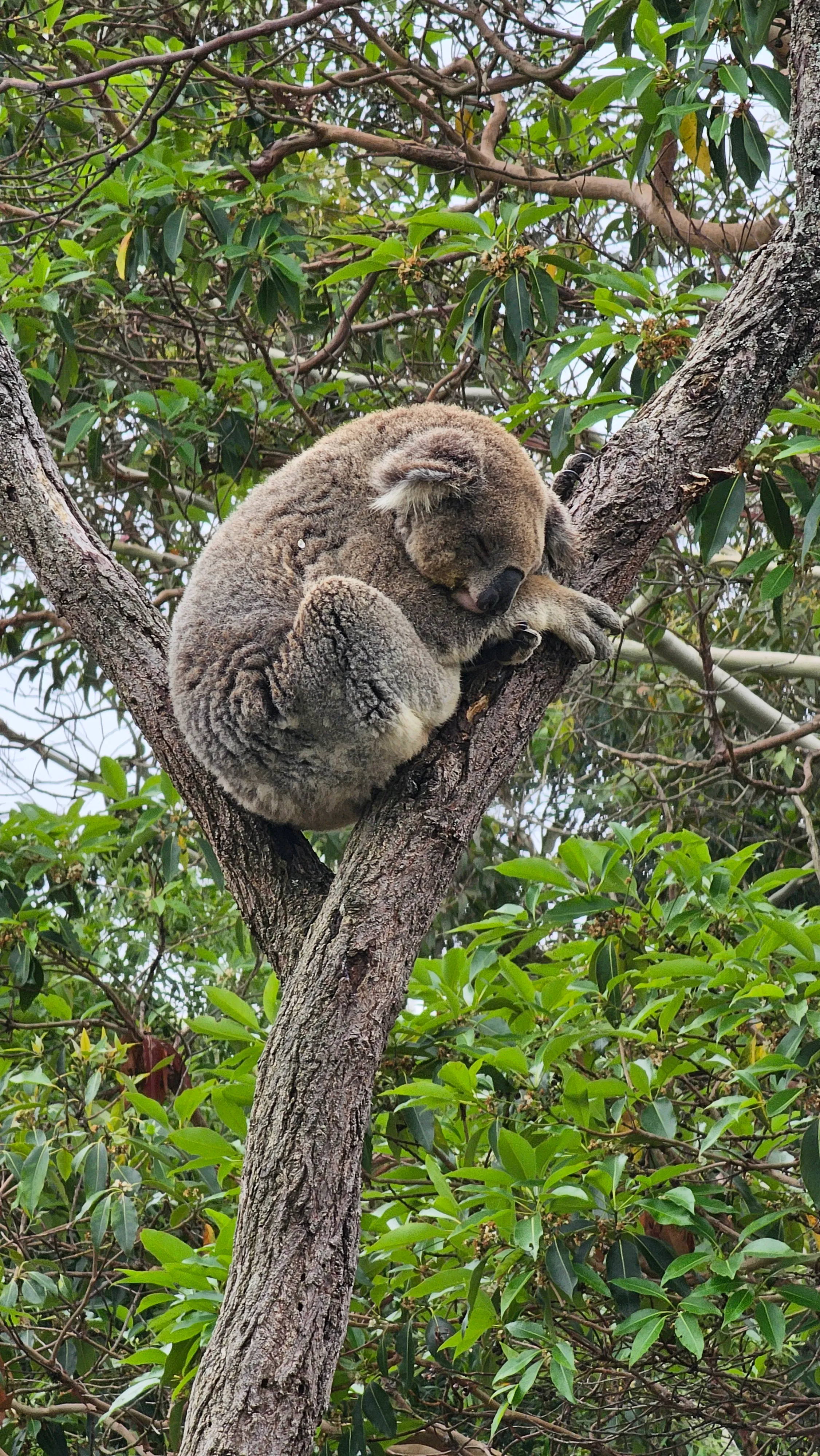 A koala sleeping in a tree. They sleep for 20 hours a day so this is most likely how you will see them.
