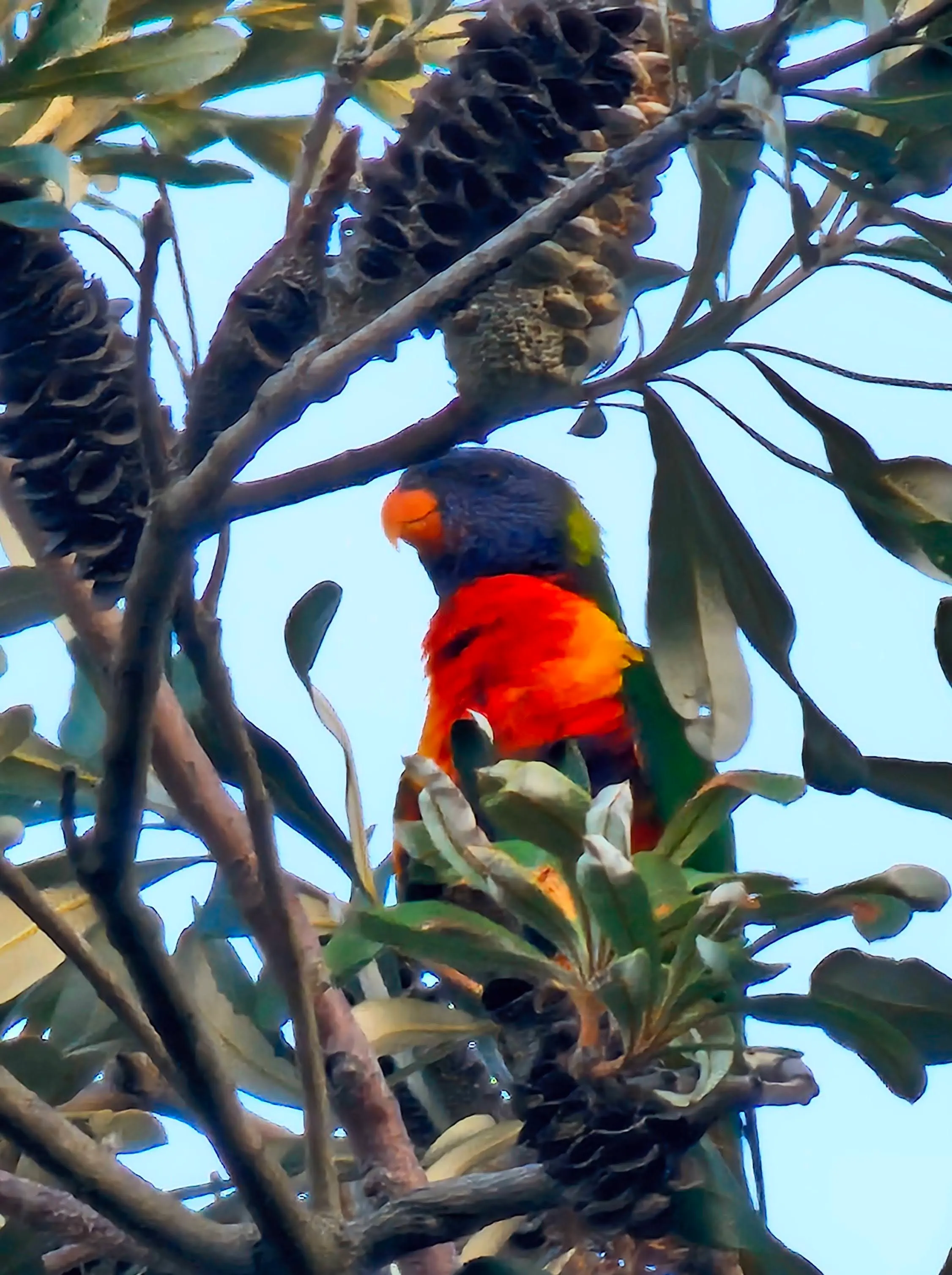 A parrot in a tree near my apartment, seen on an evening stroll.